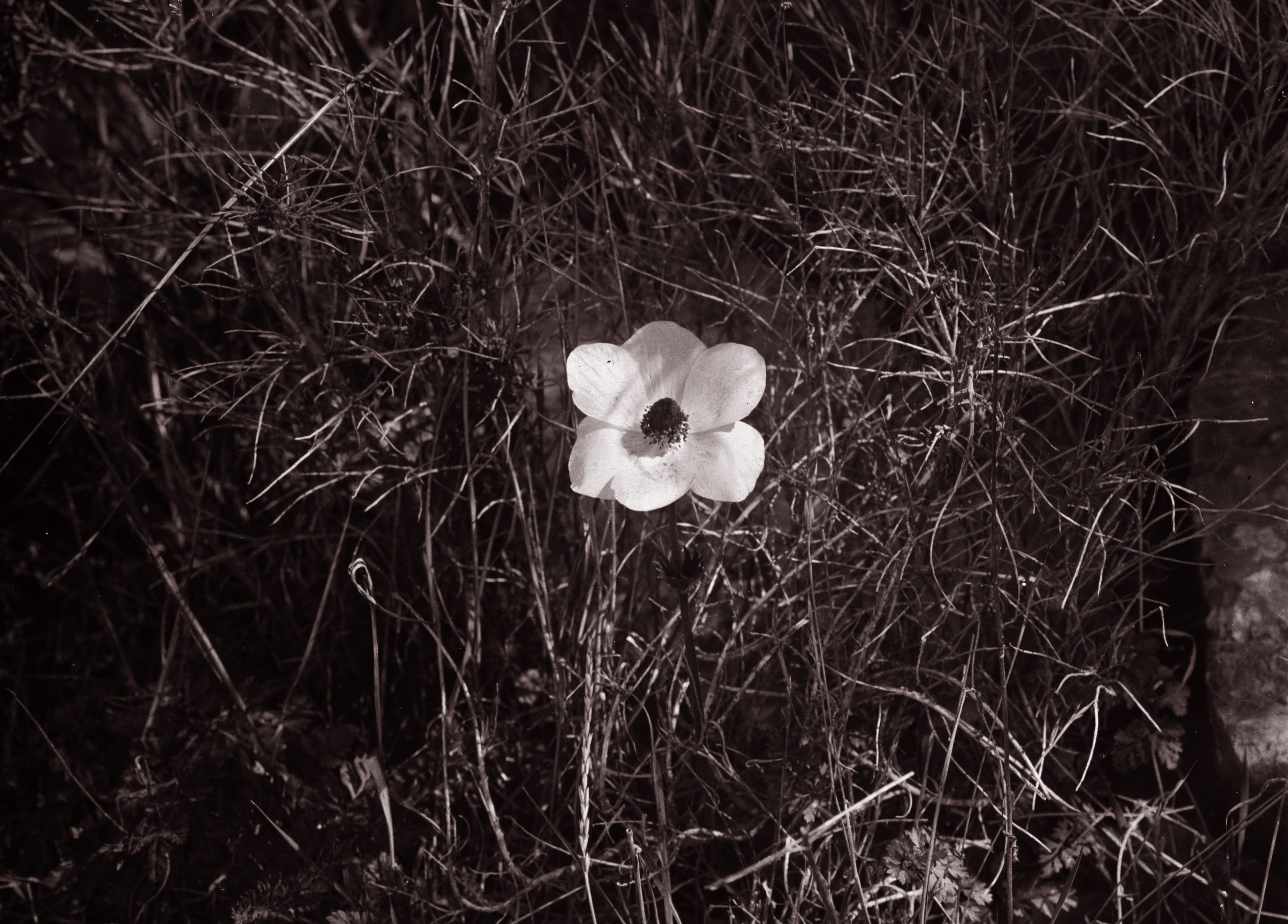 Flor Negra
